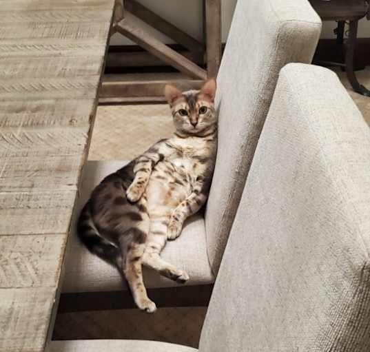 Photo of Nala
