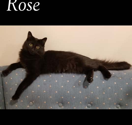 Photo of Rose (with Daffodil)