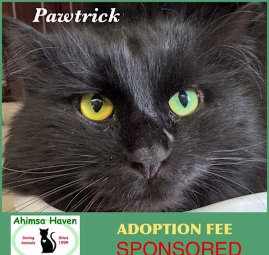 Photo of Pawtrick