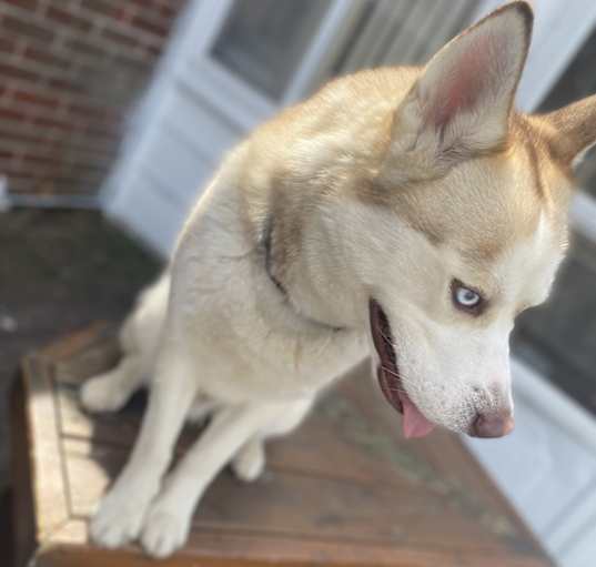 Photo of archy