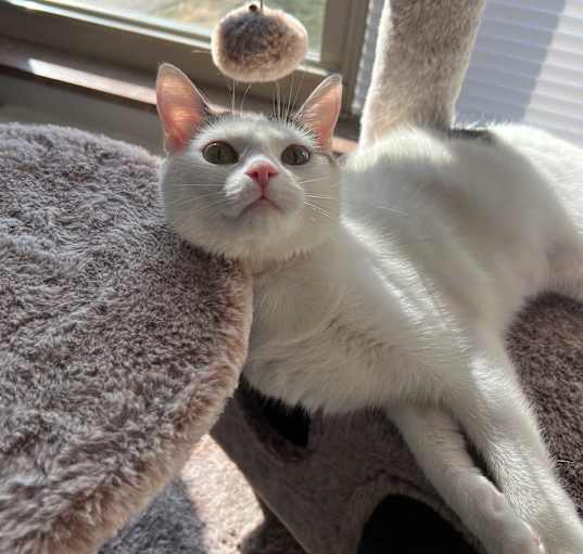 Photo of Trixi