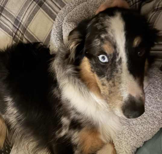 Photo of Arlo