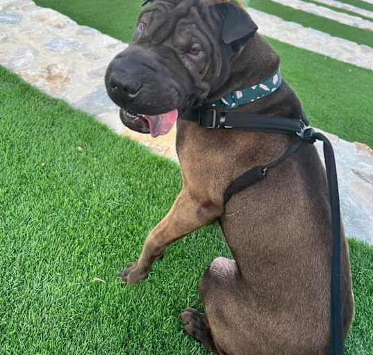 Photo of Polo