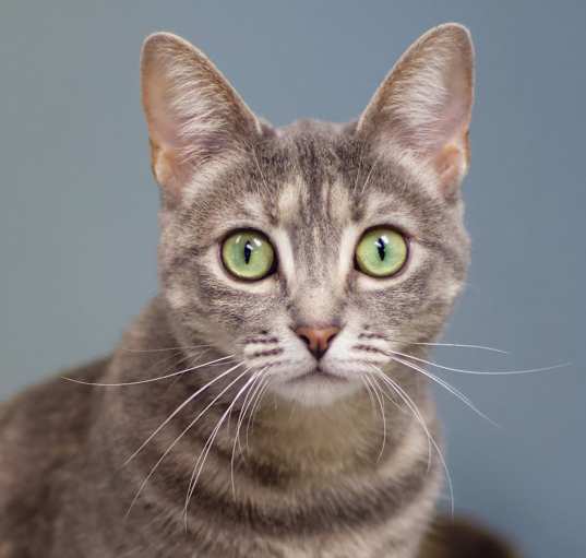Photo of Tillie