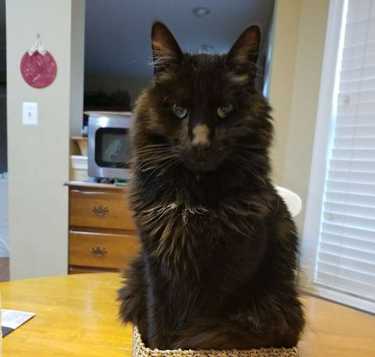 Photo of Shadow