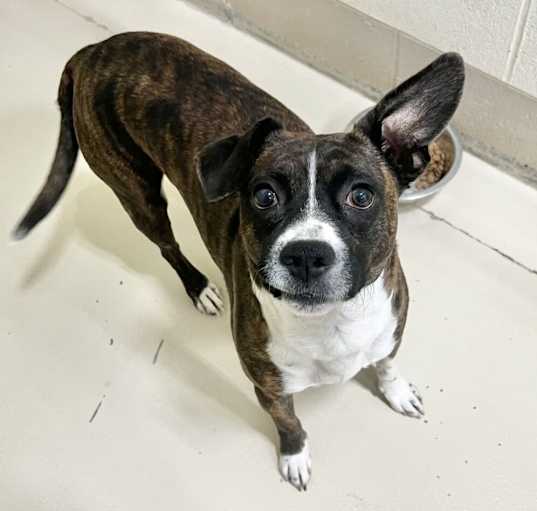 Photo of Banjo