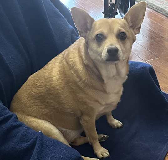Photo of Tink