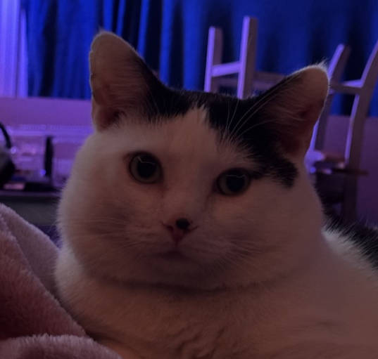 Photo of Ban Ban