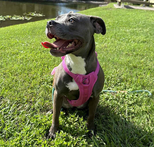 Photo of Stella