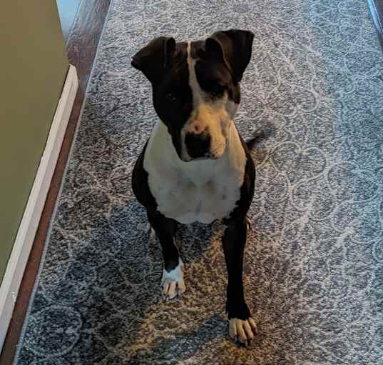 Photo of Charlie