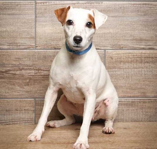 Photo of Izzy