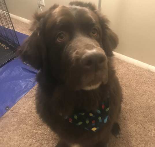 Photo of Nala