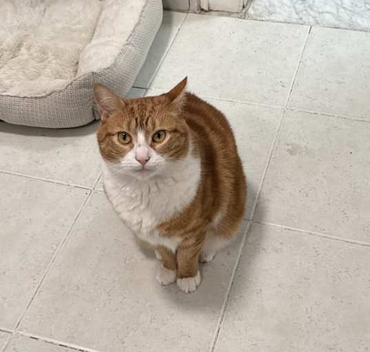 Photo of Leo