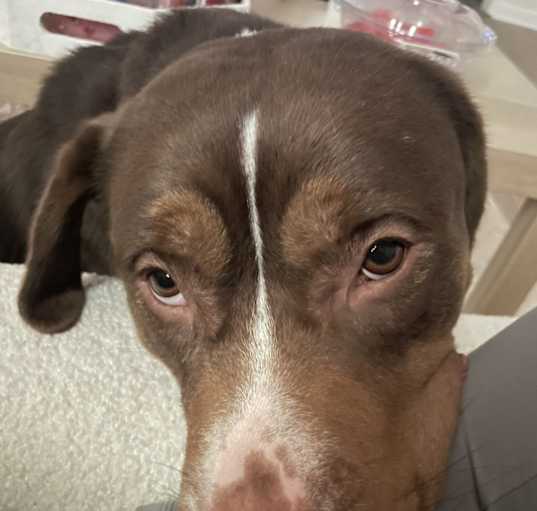 Photo of Hazel