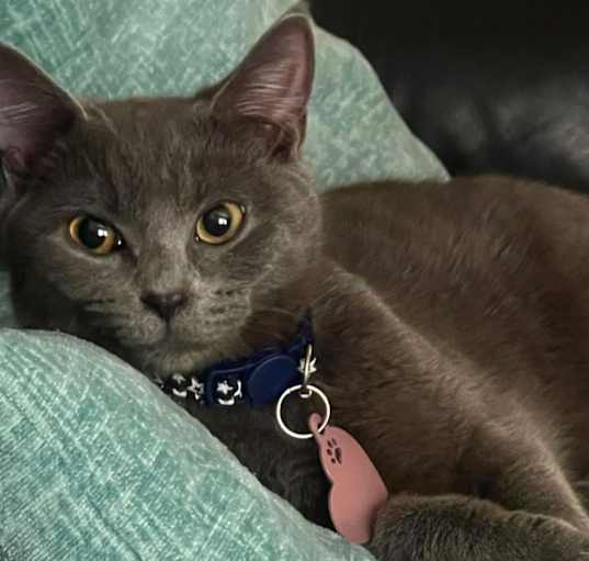 Photo of Coraline