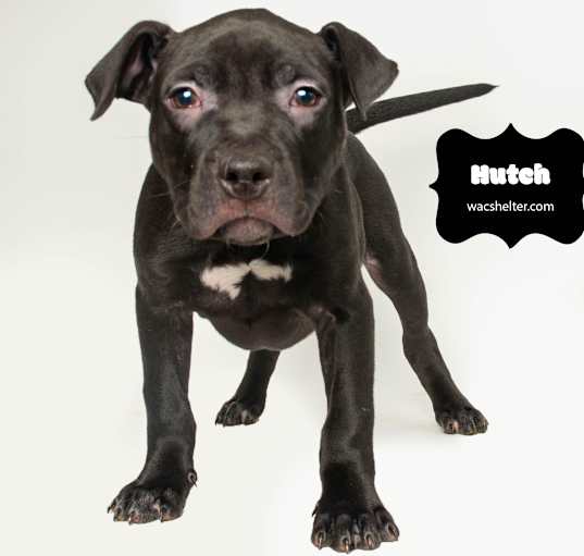 Photo of HUTCH