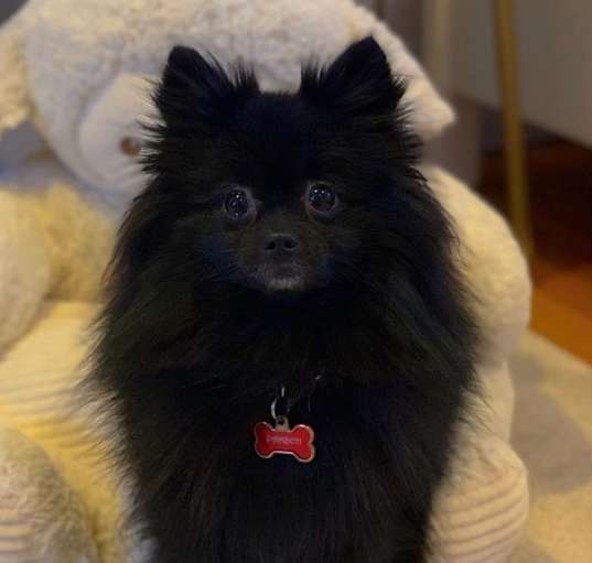 Photo of Panini