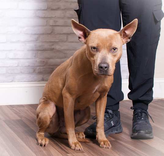 Photo of Sapphire