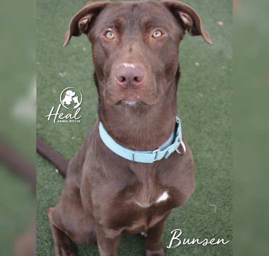 Photo of Bunsen