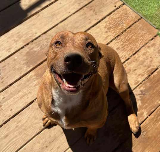 Photo of Rex