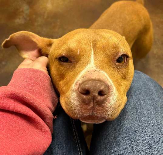Photo of Ruby Jean~adopted!