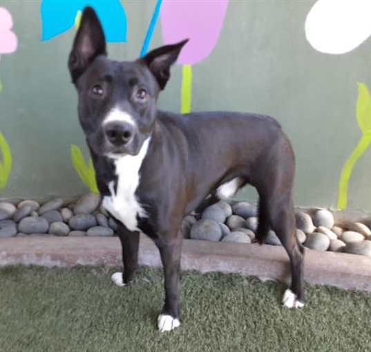 Photo of RAMBO
