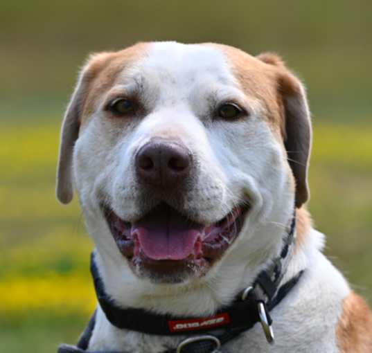 Photo of Butters