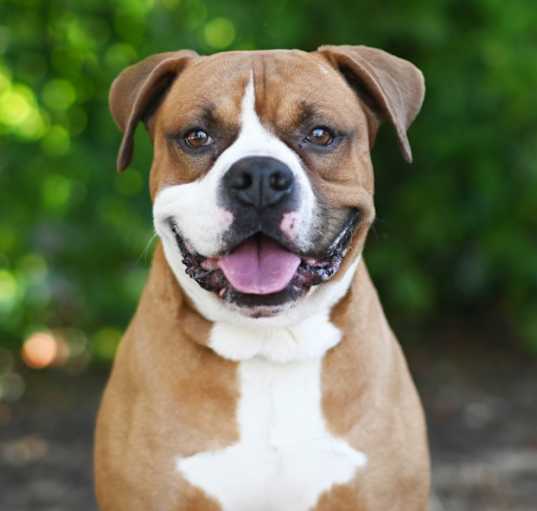 Photo of KODA