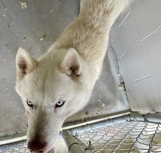 Photo of BLU