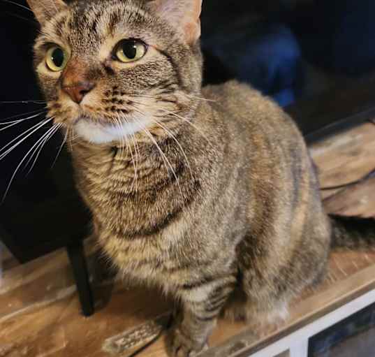 Photo of Puss