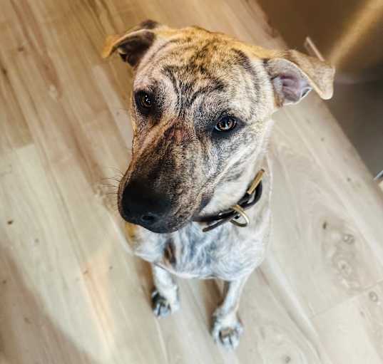 Photo of Onyx