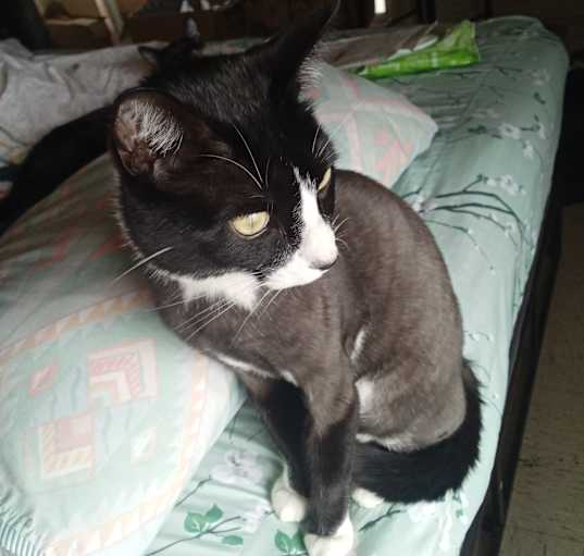 Photo of Sam