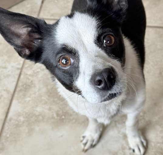 Photo of Evie