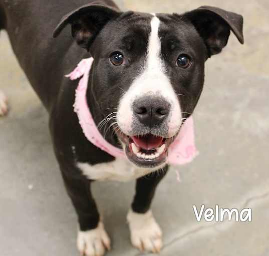 Photo of Velma