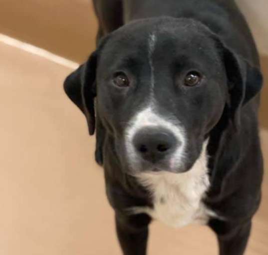 Photo of Onyx