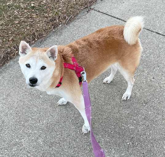 Photo of Hikari