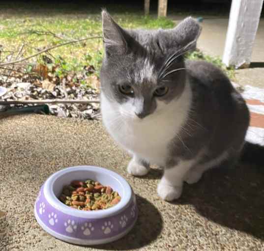Photo of Kitten