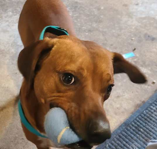 Photo of Coco