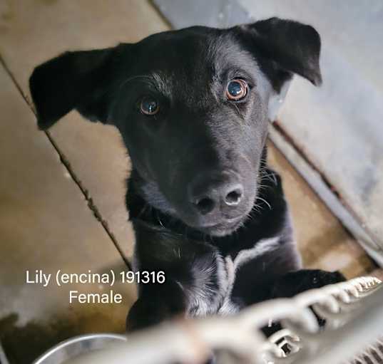 Photo of Lily(Encina)