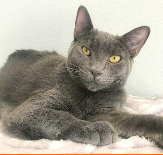 Photo of Luna