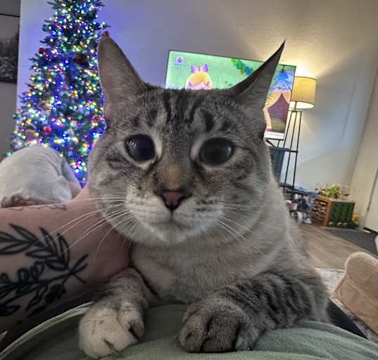 Photo of Goose