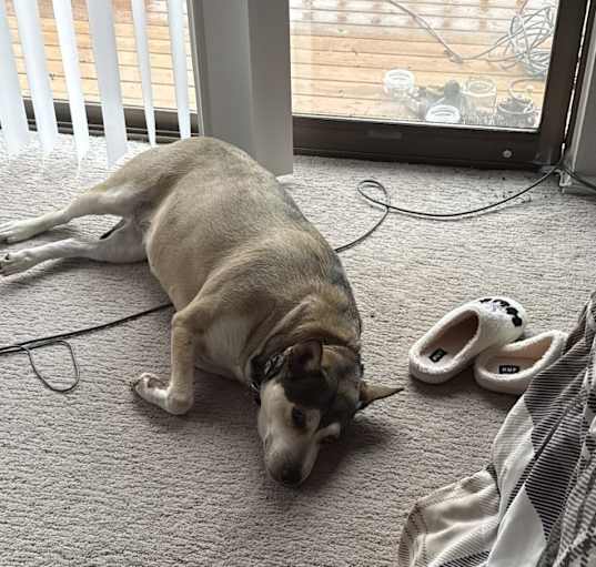 Photo of Nala