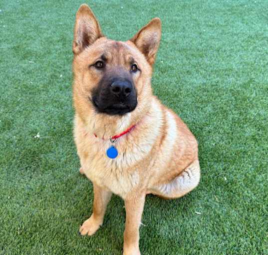 Photo of Yogi