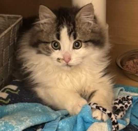 Photo of Marvy  (Bonded to Suzette)