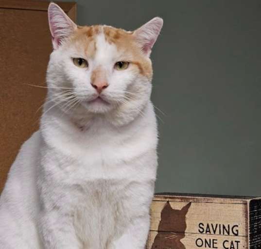 Photo of Chester