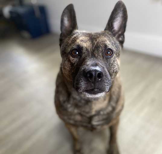 Photo of Buddy
