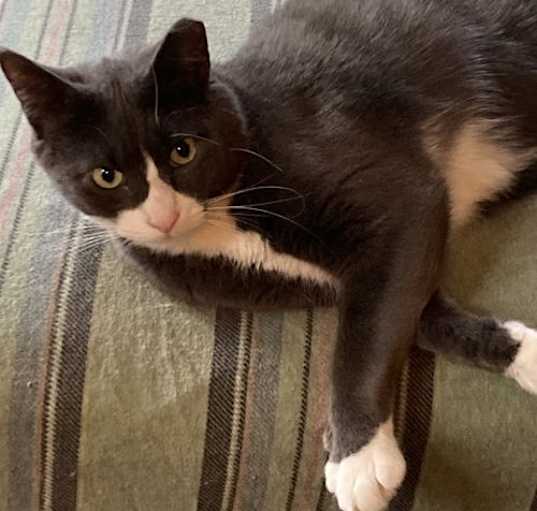 Photo of Tux (with Scarlet)