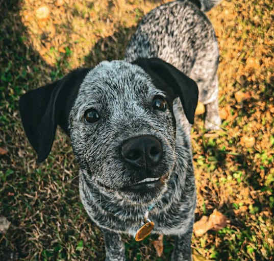 Photo of Auggie