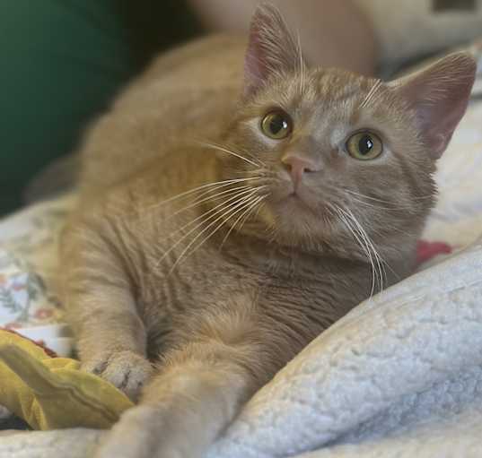 Photo of Benson