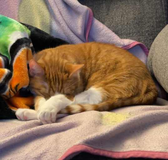 Photo of Gizmo